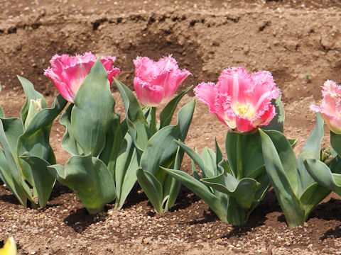 Tulipa cv. Fancy Frills