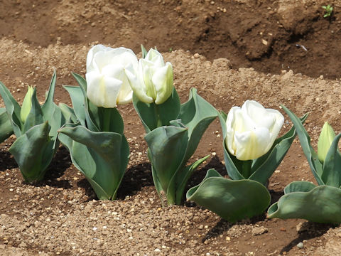 Tulipa cv. Calgary