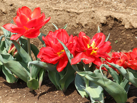 Tulipa cv. Abba
