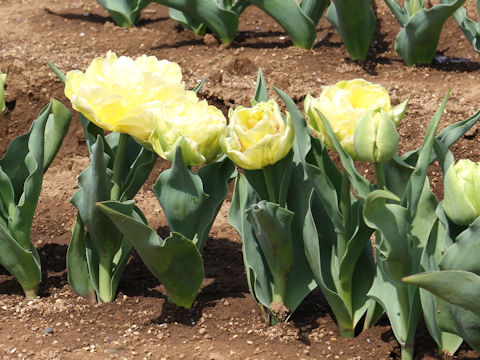 Tulipa cv. Verona