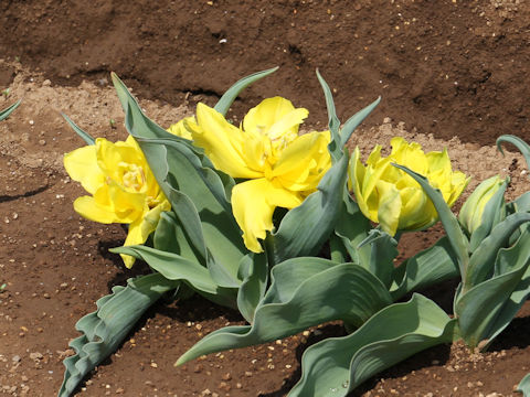 Tulipa cv. Monte Carlo