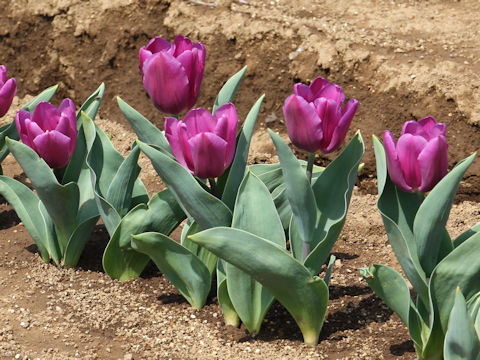 Tulipa cv. Purple Flag