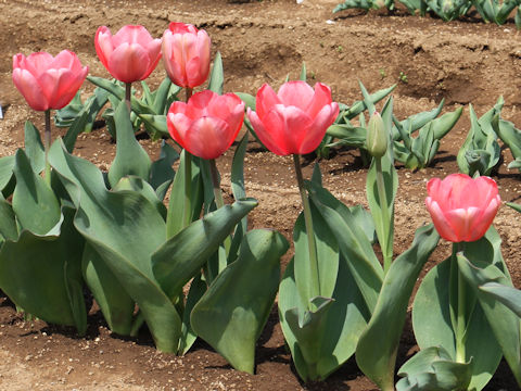 Tulipa cv. Pink Impression