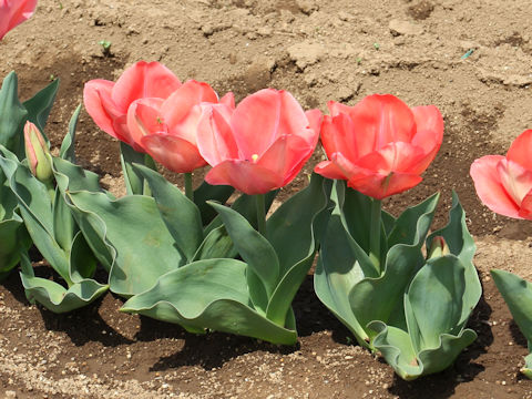 Tulipa cv. Mystic Van Eijk