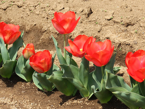 Tulipa cv. Orange Van Eijk