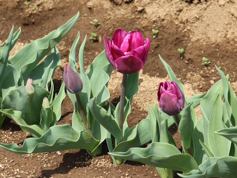 Tulipa cv. Negrita