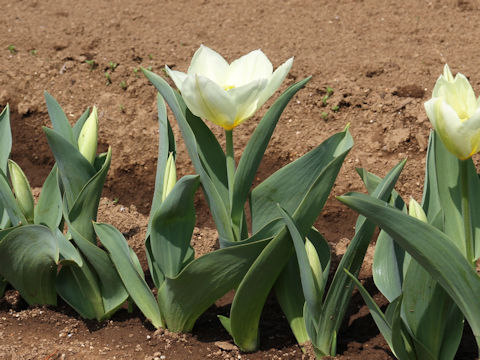 Tulipa cv. Purissima