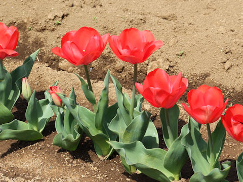 Tulipa cv. Van Eijk
