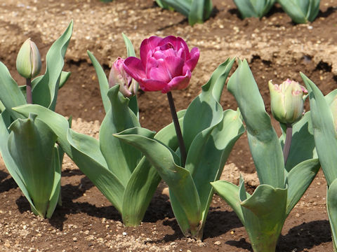 Tulipa cv. Blue Diamond