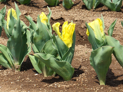 Tulipa cv. Yellow Sun