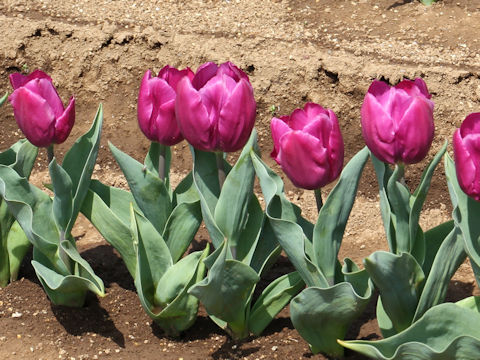 Tulipa cv. Purple Prince