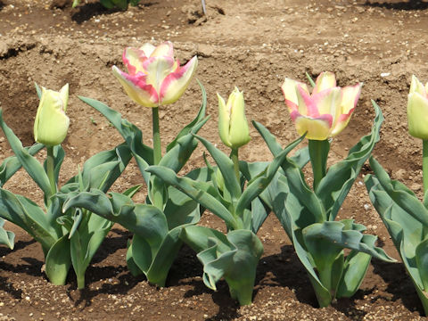 Tulipa cv. Del Piero