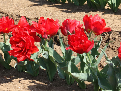 Tulipa cv. Abba