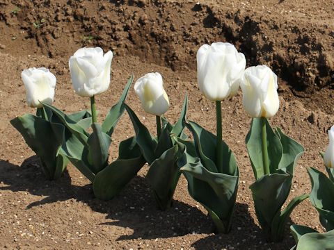 Tulipa cv. Calgary