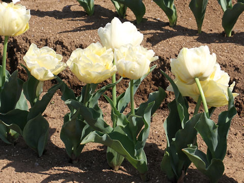 Tulipa cv. Verona