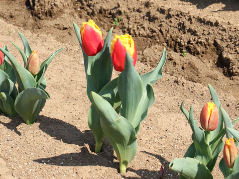 Tulipa cv. Davenport