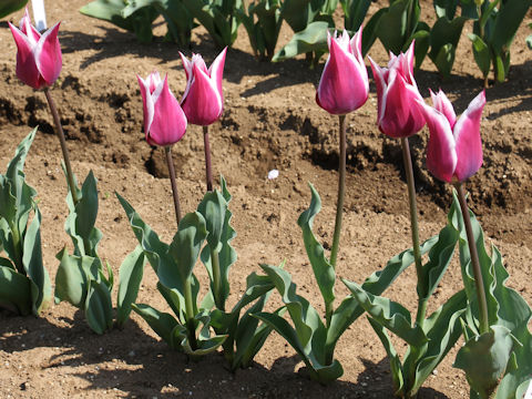 Tulipa cv. Claudia