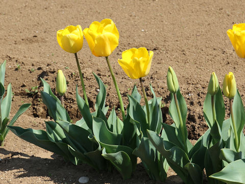 Tulipa cv. Golden Apeldoorn