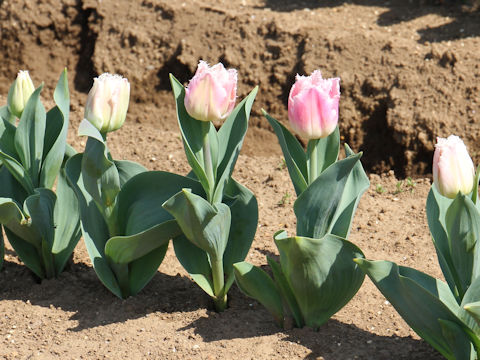 Tulipa cv. Dallas