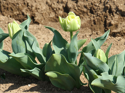 Tulipa cv. Creme Upstar