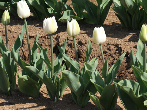 Tulipa cv. Mount Tacoma