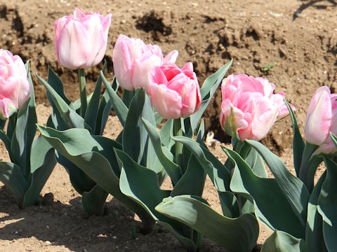 Tulipa cv. Foxtrot