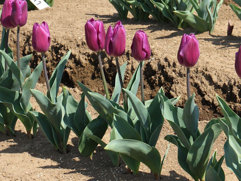 Tulipa cv. Purple Flag