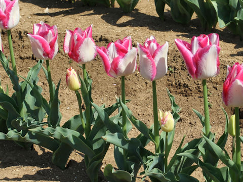 Tulipa cv. Del Piero