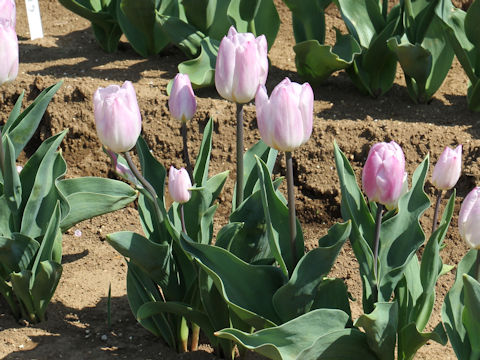 Tulipa cv. Sweet Flag