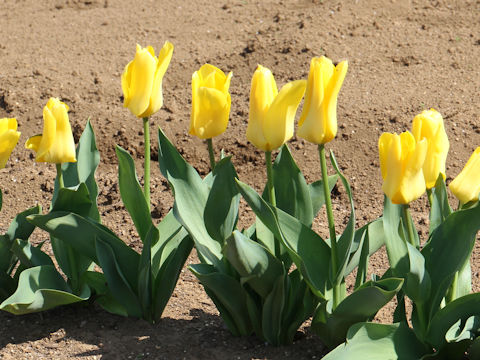 Tulipa cv. Candela