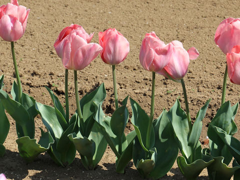 Tulipa cv. Mystic Van Eijk