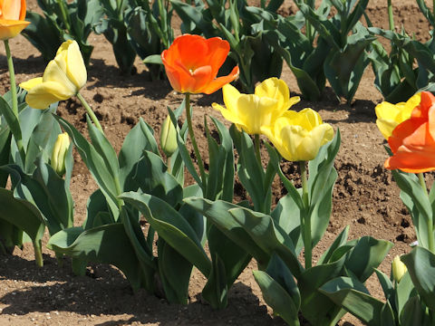 Tulipa cv. Daydream