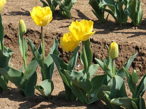 Tulipa cv. Crystal Star