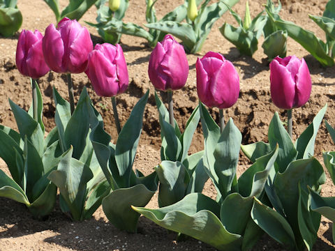 Tulipa cv. Purple Prince