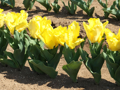 Tulipa cv. Yellow Sun