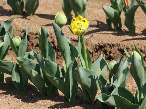 Tulipa cv. Yellow Pomponette