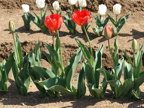 Tulipa cv. Crystal Beauty