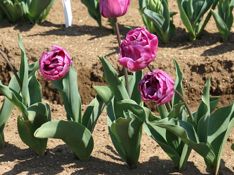 Tulipa cv. Blue Diamond