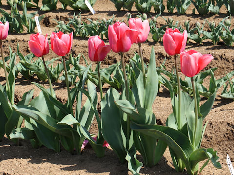 Tulipa cv. Pink Impression