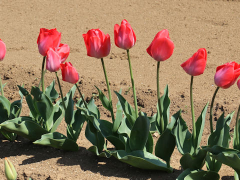 Tulipa cv. Van Eijk
