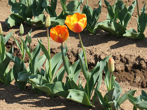 Tulipa cv. Apeldoorn Elite