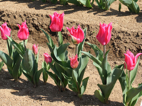 Tulipa cv. Pretty Love