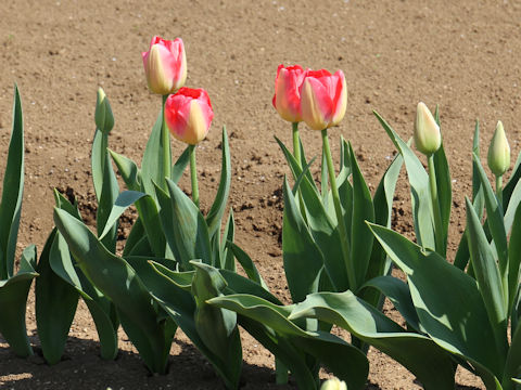 Tulipa cv. Judith Leyster