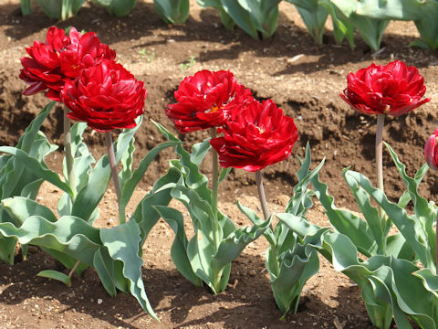 Tulipa cv. Uncle Tom