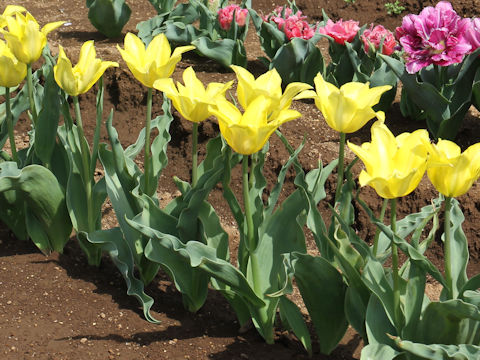 Tulipa cv. Ballade Gold