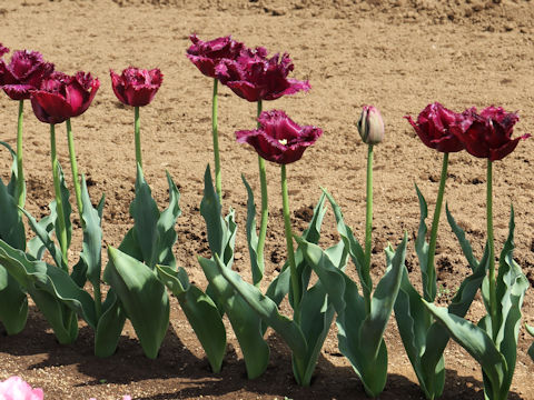 Tulipa cv. Gorilla