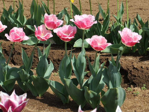 Tulipa cv. Dallas