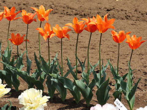 Tulipa cv. Ballerina