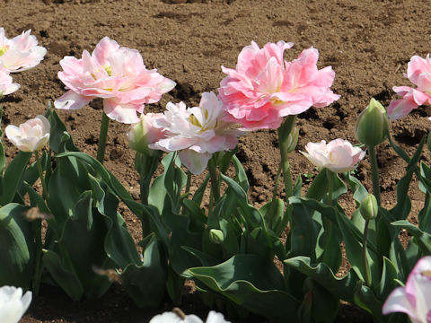 Tulipa cv. Angelique