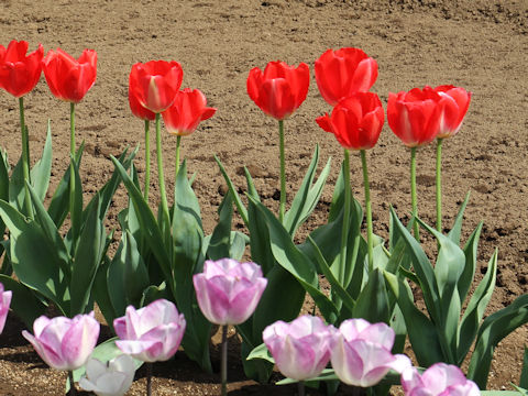 Tulipa cv. Judith Leyster